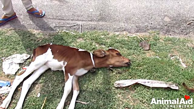 babycalf2
