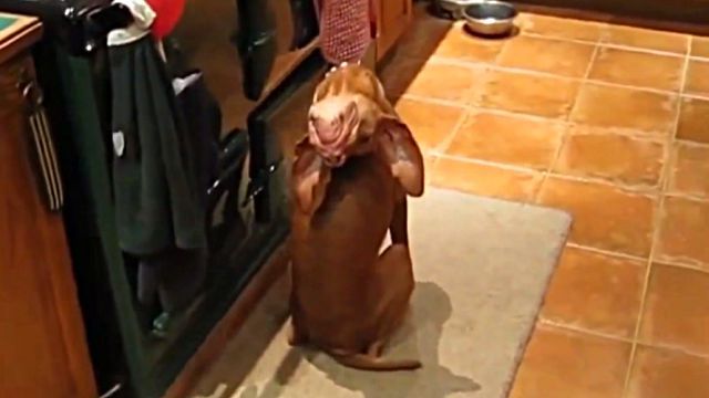 yogadog2