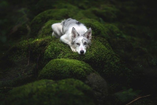 Soulful-Portraits-of-Dogs (3)_e