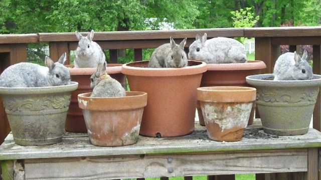 bunniesinpots-59b76397703b9__605_e