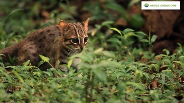 rustyspottedcat3_e