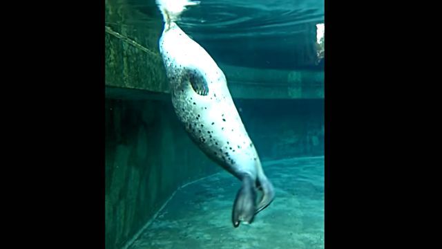 sleepingseal2
