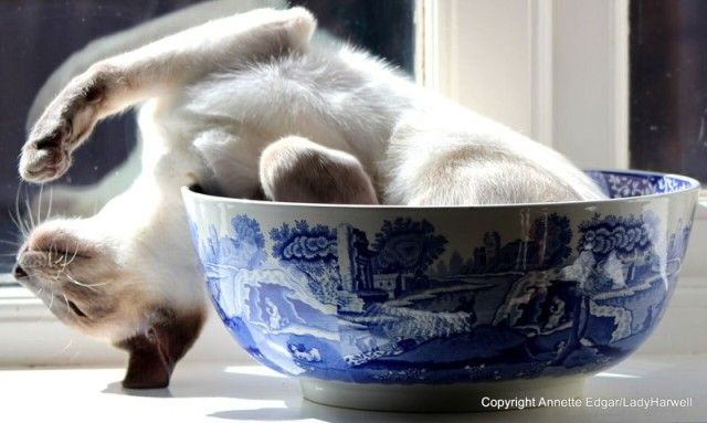 photo-credit-annette-edgar_e