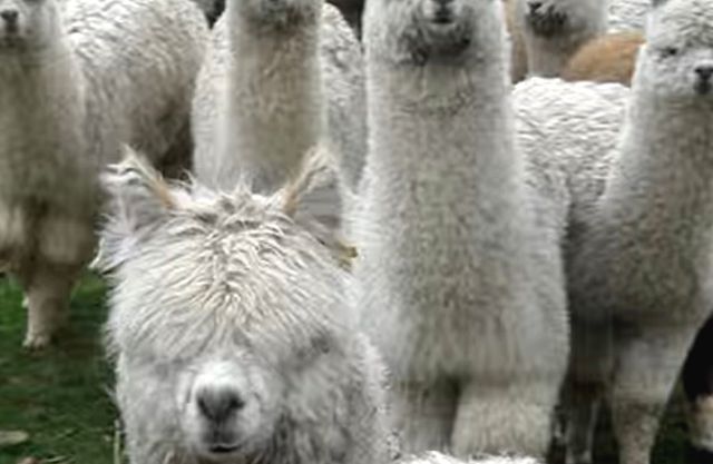 alpaca-approach2