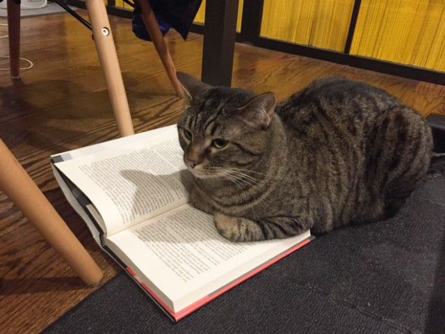 cats-vs-reading17_e