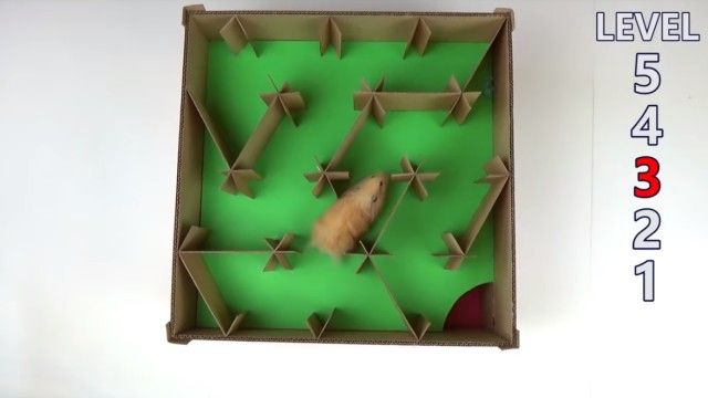 hamstersmaze5_e