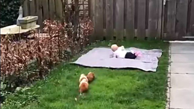 GuineaPigs2_e