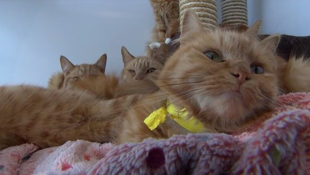 catsrescuedfromboxes6_e