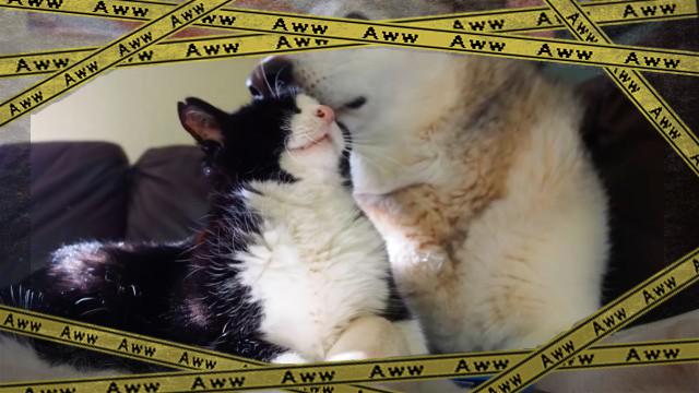 dexter-2_e-frame