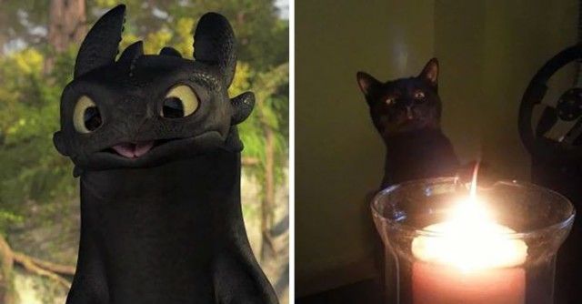 cats-toothless-lookalikes-024-57ceac7b1a337__700_e