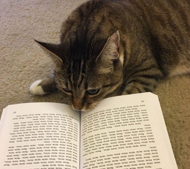 cats-vs-reading7_e