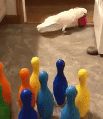 parrotbowling
