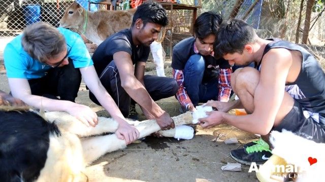 volunteeringatanimalaid13_e