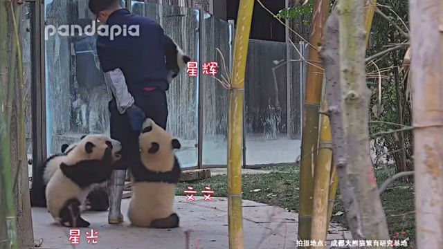 pandakopanda8