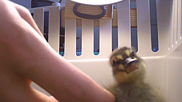 ducklings6