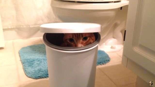 urcatispossessed2_e