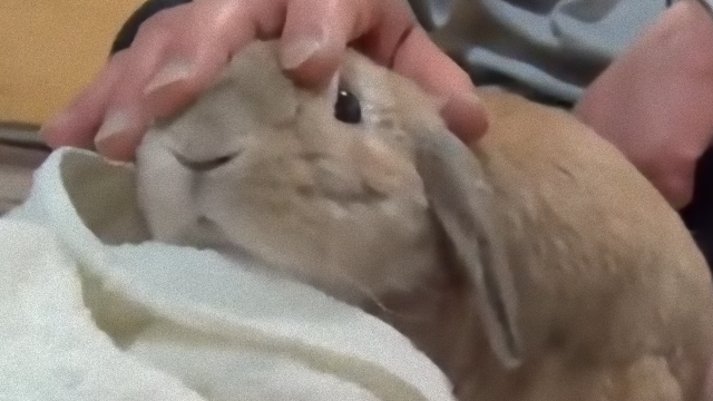 rabbit-4_e