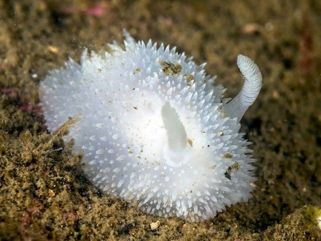 beautiful-unusual-sea-slugs-29__880_e