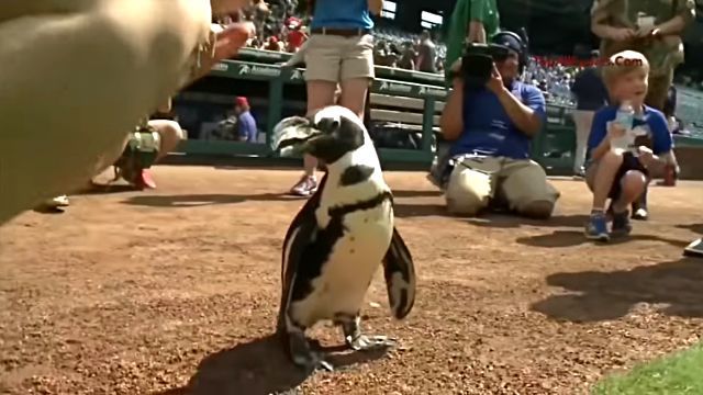 animalattacks8