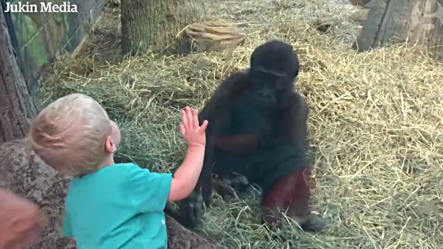 toddlerngorilla4