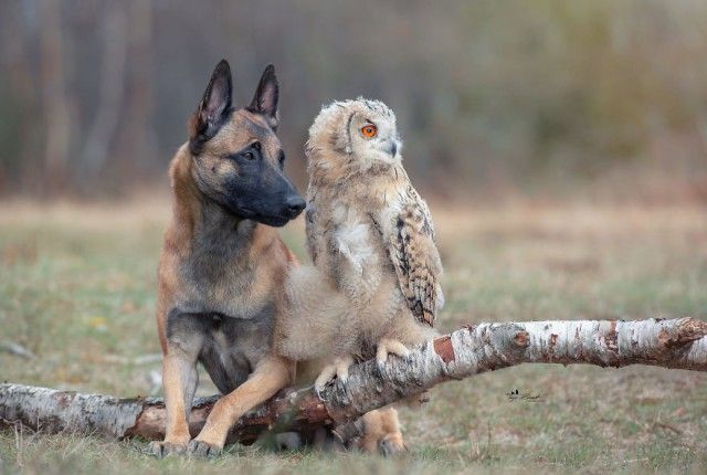 dognowl16_e