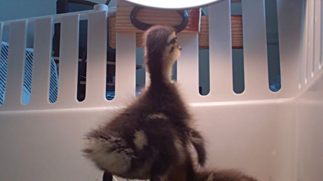 ducklings3