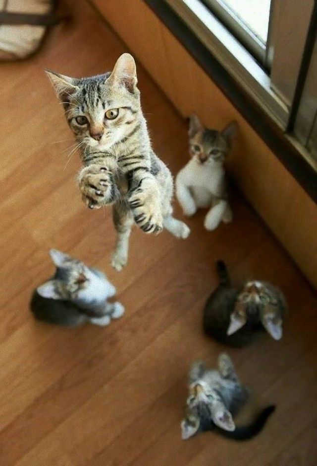 flyingcats2_e