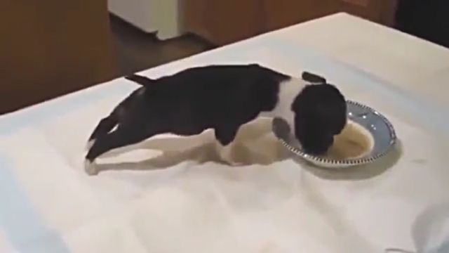 milkpuppy2