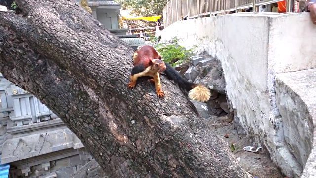 indiangiantsquirrel3