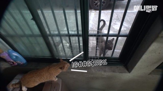 catcctv11_e