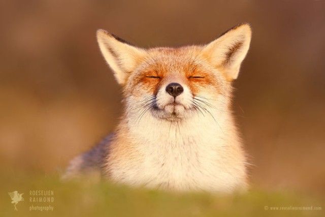 9_zenfox_positive_fox-copy-5975b33e4c5c7__700_e