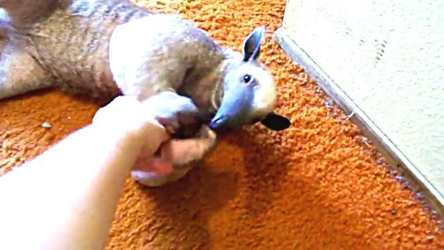 anteater4