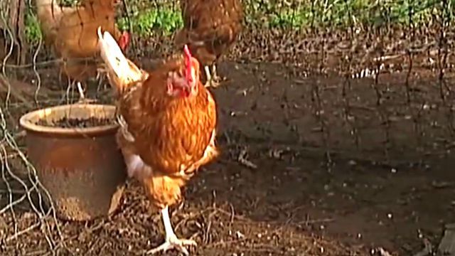 onelegedchicken2