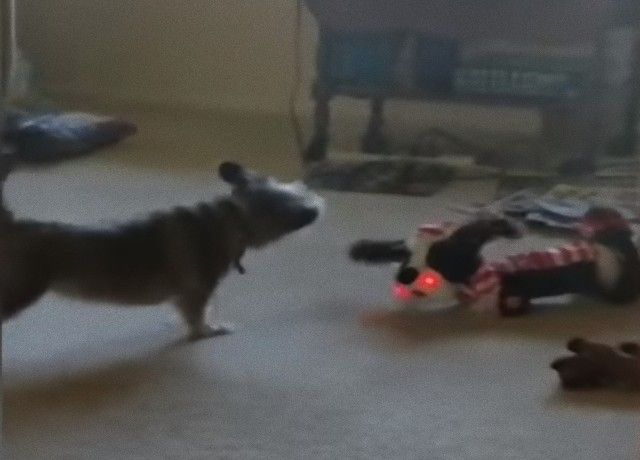 holidaypets7_e