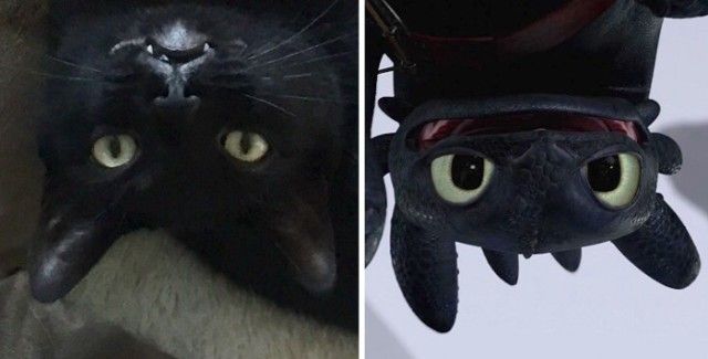cats-toothless-lookalikes-34-57cec5858d427__700_e