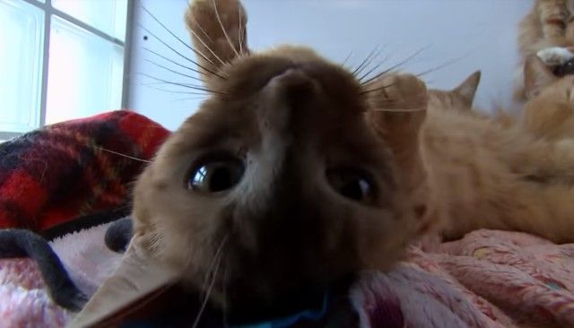 catsrescuedfromboxes8_e