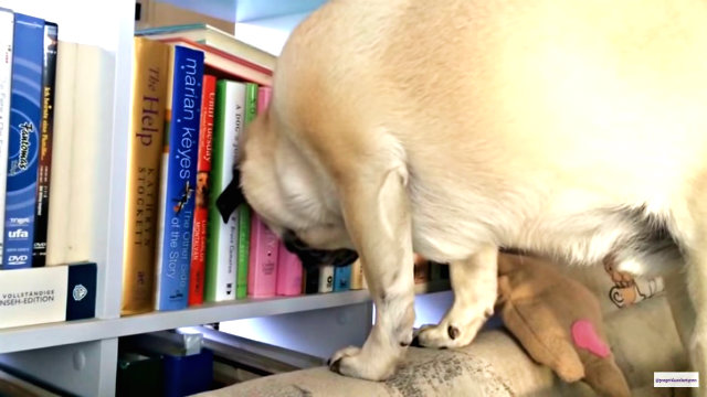 pug2