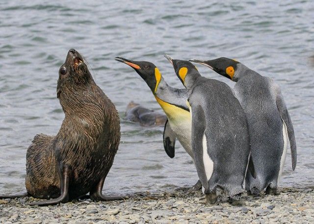 ComedyWildlifePhotoAwards2018 (9)