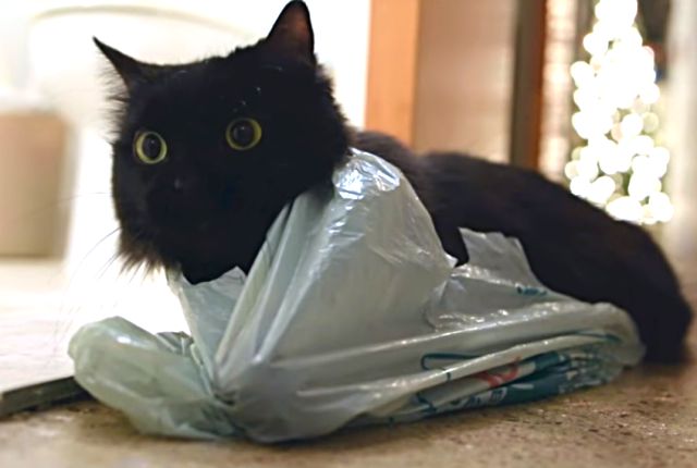 plasticbag1