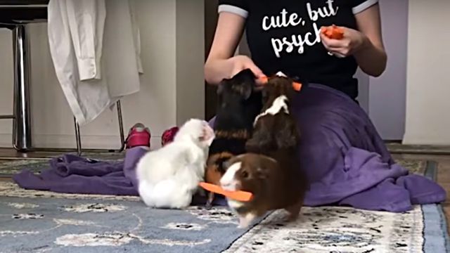 GuineaPigs2