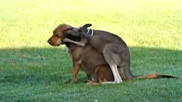 roondog2