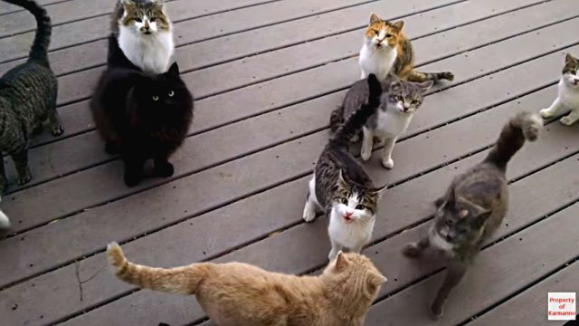 everydaycats4