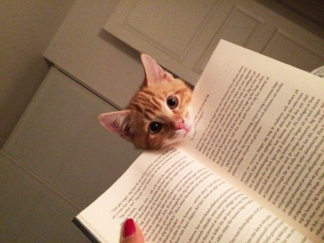 cats-vs-reading1_e
