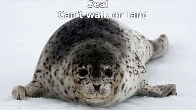 sealnsealion18