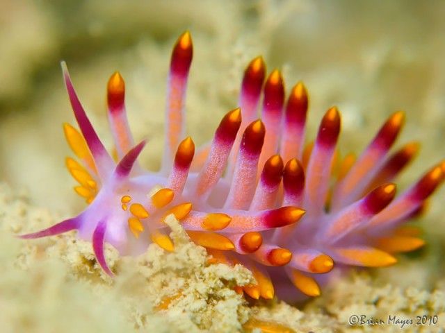 beautiful-unusual-sea-slugs-22__880_e