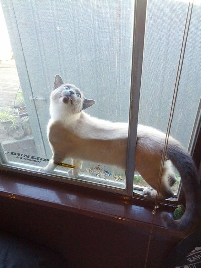 cat-made-a-mistake3_e