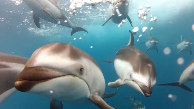 goprodolphin3_e