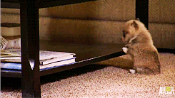 funnydogs_16