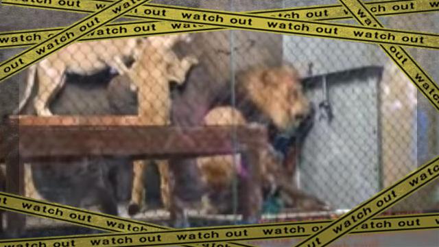 lion tailok-frame