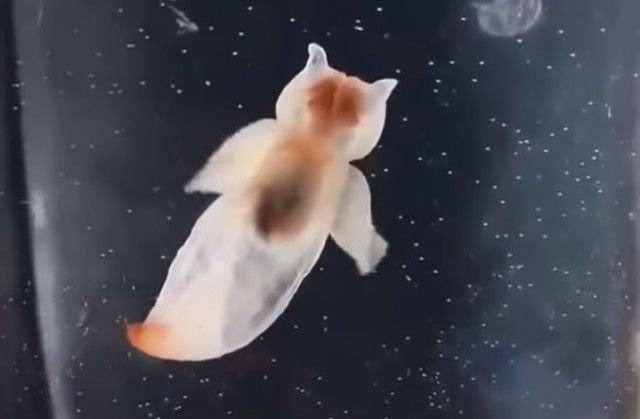 cutebabyanimals6_e